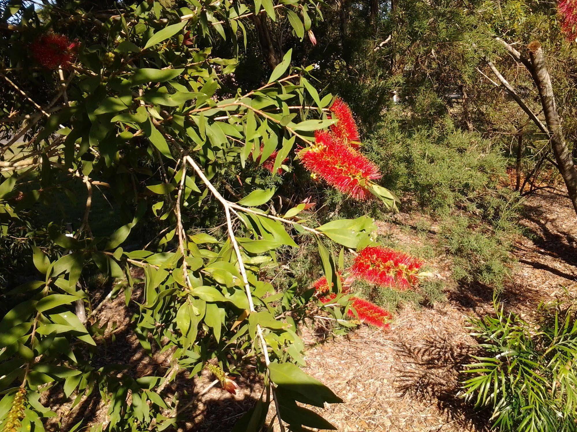 Bottlebrush B & B Maryborough Exterior foto